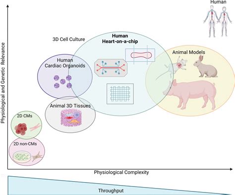 Modeling Heart Diseases On A Chip Advantages And Future Opportunities