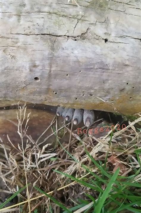 33 Eerie Photos of the Spooky "Dead Man's Fingers" Fungus