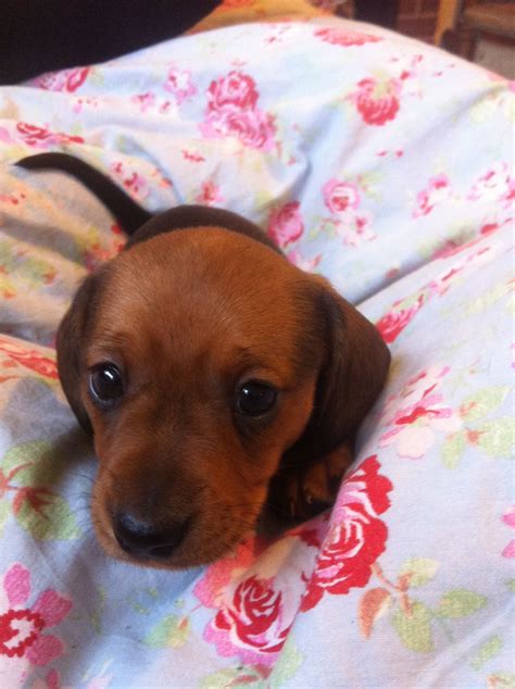 Pin By D J On Doxie Love Daschund Puppies Cute Dogs Cute Animals