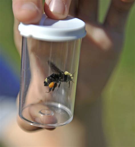 Franklins Bumblebee Still Absent At Mount Ashland Meadows Ap News