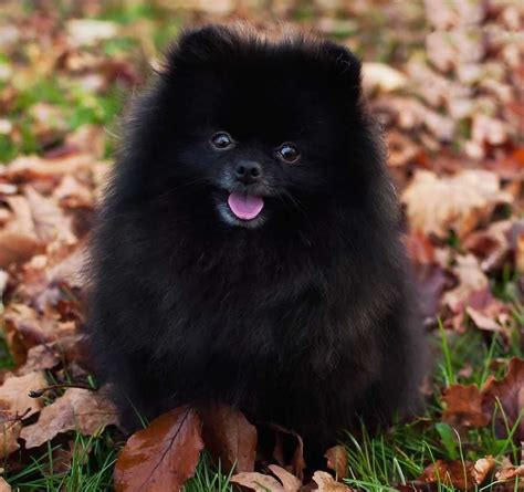 Brown Sable Pomeranian | Pomeranian - Probably the cutest dog breed ...