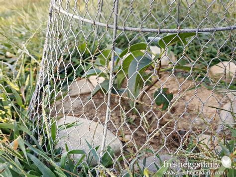 Choosing The Right Fencing For Your Chicken Coop Run Or Garden Fresh