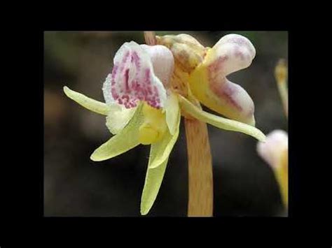 #Надбородник #Наперстянка Garden #flowers158 Декоративные растения ...