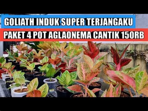 Goliath Induk Super Ekonomis Paket Pot Aglaonema Cantik Cuma