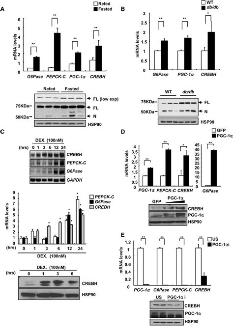 Figure 1 From Regulation Of Hepatic Gluconeogenesis By An ER Bound