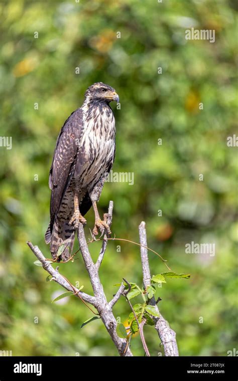 Common black hawk juvenile (Buteogallus anthracinus) is a bird of prey in the family ...