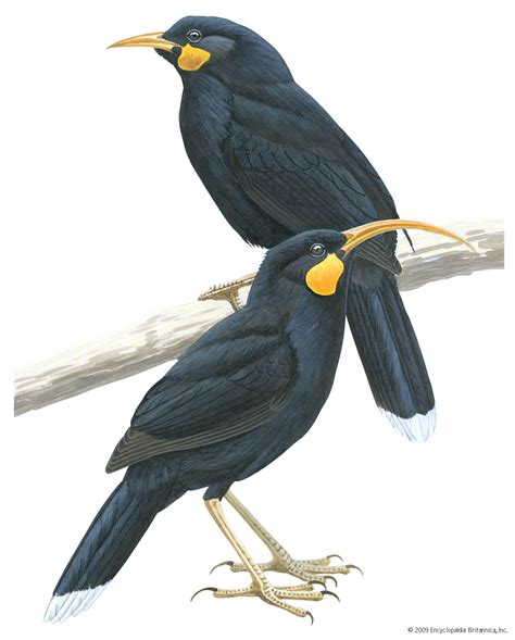 Huia | extinct bird | Britannica