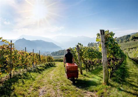 Weingut Bildergalerie Weingut Apartments Steflhof In Kaltern An Der