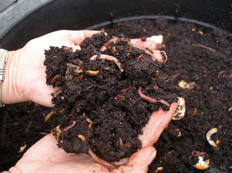 El Compost Y El Compostaje