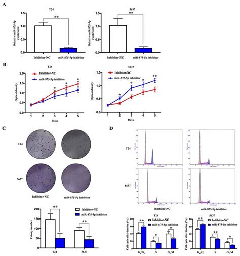 Knockdown Of Mir P Significantly Suppresses Cell Proliferation By