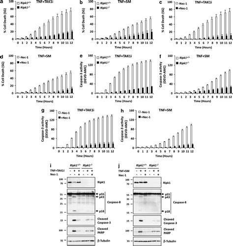 Tak1 Kinase Inhibition Induces Ripk1 Kinase Dependent Apoptosis Upon