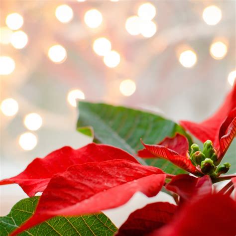 Comment Faire Rougir Un Poinsettia Astuces Et Conseils