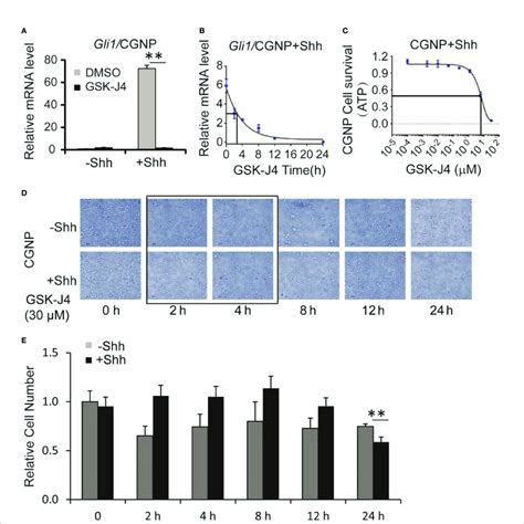 Shh Signaling And Growth Of CGNP Cells Are Inhibited By GSK J4 A