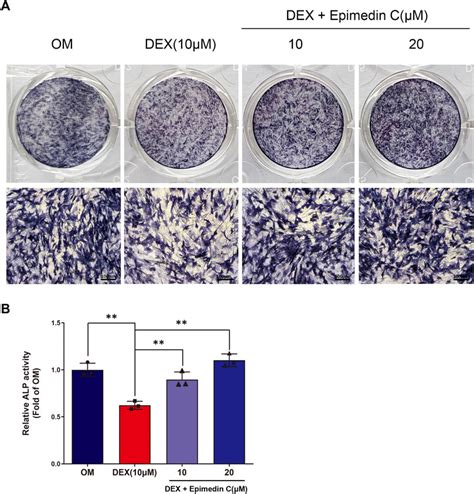 Frontiers Epimedin C Alleviates Glucocorticoid Induced Suppression Of