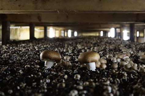 How To Grow Portobello Mushrooms: [Done Right] – Star Mushroom Farms