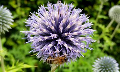 Globe Thistle: Beautiful, Bountiful Round Flowers | Epic Gardening