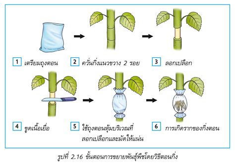 การสืบพันธุ์และขยายพันธุ์พืช คลังแห่งการเรียนรู้ สพป ปราจีนบุรี เขต 1