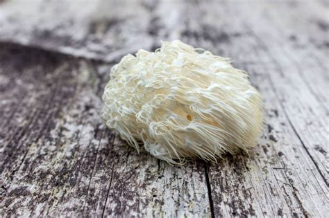 Fungo Hericium Hericium Erinaceus Criniera Di Leone