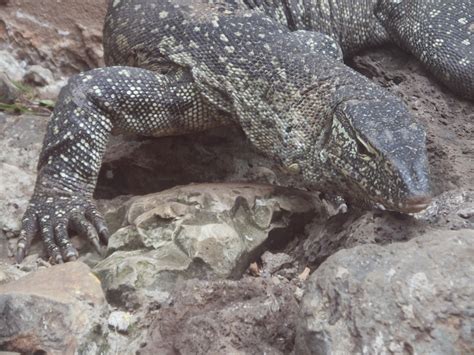 Nile Monitor Lizard | SIMILAR BUT DIFFERENT IN THE ANIMAL KINGDOM