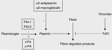 2 Fibrinolysis And Its Natural Inhibitors System Tissue Plasminogen