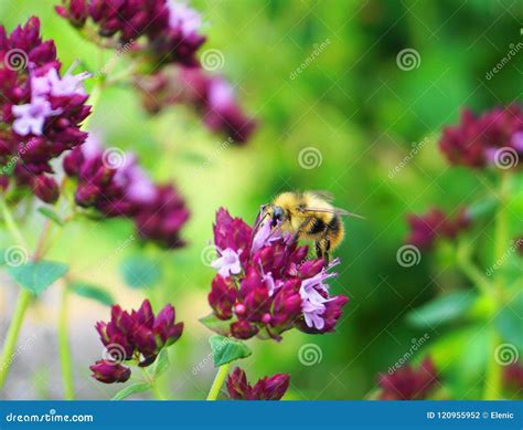 The Beautiful Honey Bee On The Meadow Of Wildflowers Stock Photo