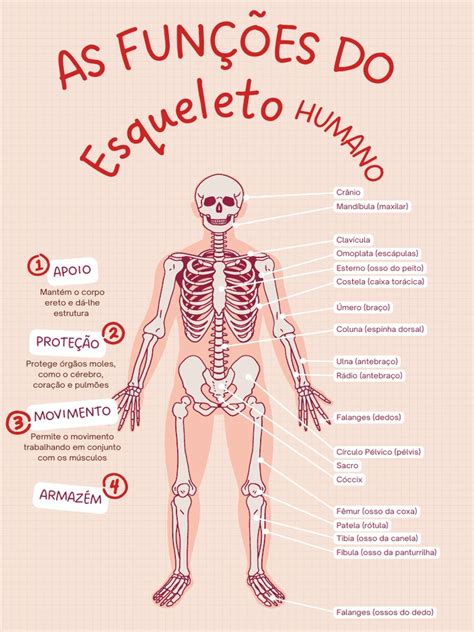 Qual A Função Do Esqueleto - Funções Do Esqueleto Humano | PDF