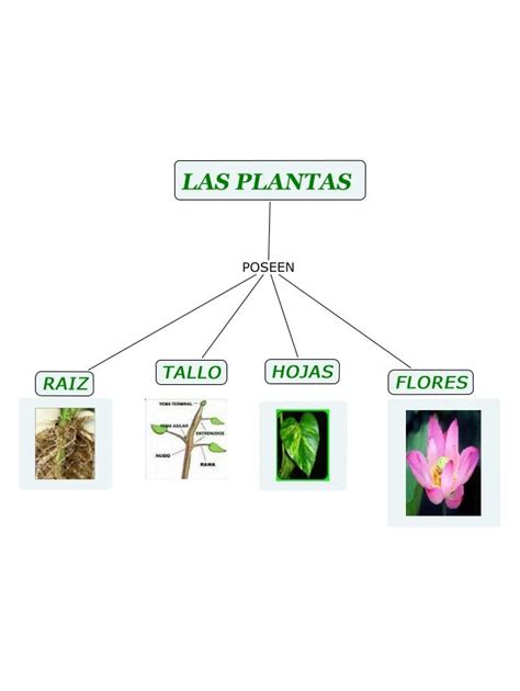 Mapa Conceptual De Las Plantas ¡guía Paso A Paso