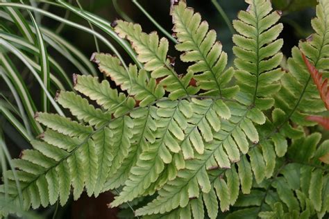 Best Zone 5 Ferns - Hardy Ferns For Zone 5 Landscapes | Gardening Know How