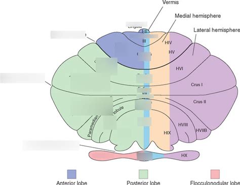 Cerebellum Lobules Diagram Quizlet