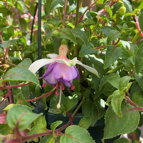 Hanging Basket Fuchsia Trailing Anthea Knights Garden Centres