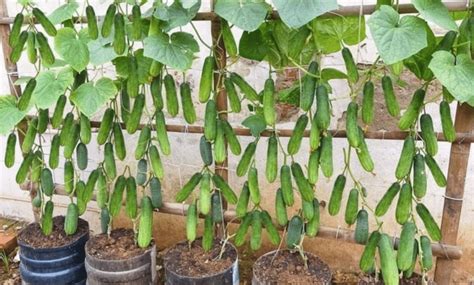 Qual A Melhor Lua Para Plantar Pepino - Guia Completo para Plantar Pepinos: Dicas Especiais para uma Colheita ...