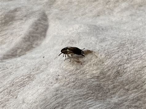 Is this a baby roach? : r/whatisthisbug