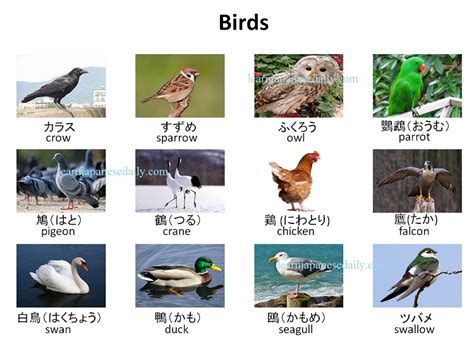 Japanese vocabulary on birds - Japanese words by theme