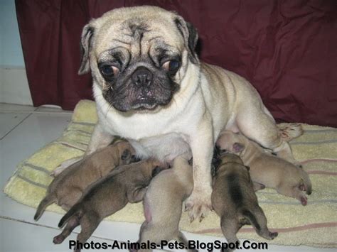 Family photos pug dog