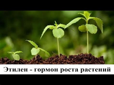 Этилен - гормон роста растений - YouTube
