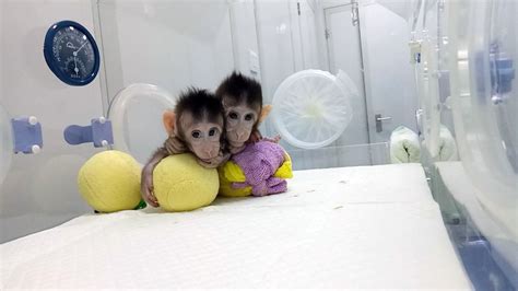 Latest and exclusive on China's cloned monkeys! Wanna know how Zhong Zhong and Hua Hua are doing ...