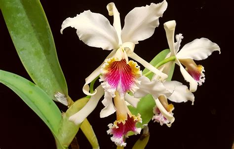 Cattleya Rex Giulio Celandroni Orchidee