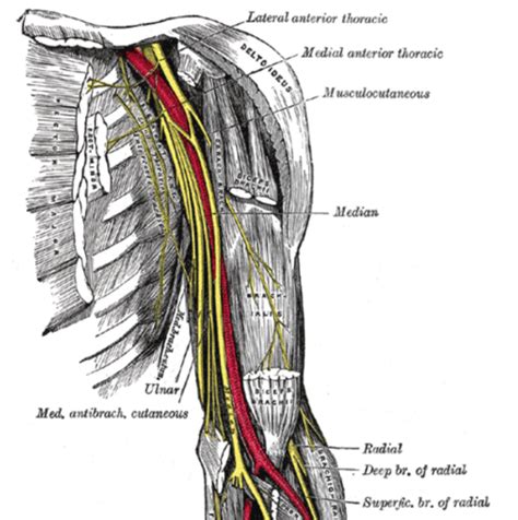 Upper Limb Brachial Plexus Flashcards Quizlet