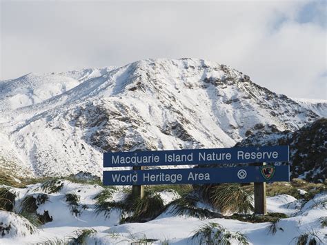 Who looks after Macquarie Island? — Macquarie Island Conservation ...