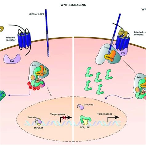 Multi Reporter Fluorescent Spectra Strategy A Schematic Gene Download Scientific Diagram