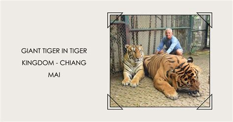 How Much Does a Tiger Weigh? 🐯 Prepare to Be Amazed! - Tiger-Universe 