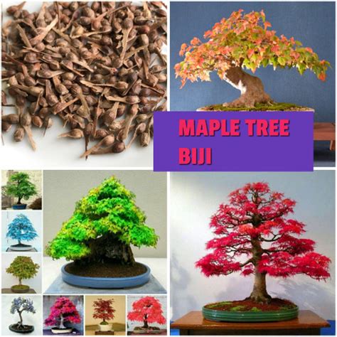 Jual Benih Bibit Biji Pohon Japanese Maple Plant Bonsai Mini Garden