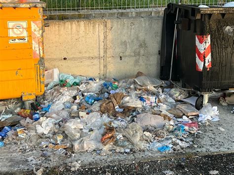 Calabria La Cittadella Regionale Presa D Assalto Dai Cinghiali Foto