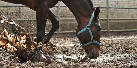 Help Mijn Paard Eet Zand Wat Moet Ik Nu Doen AskHELTIE Het Advies