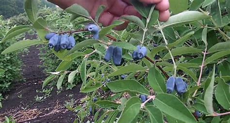 Жимолость Нимфа: описание сорта, фото, отзывы садоводов, опылители ...