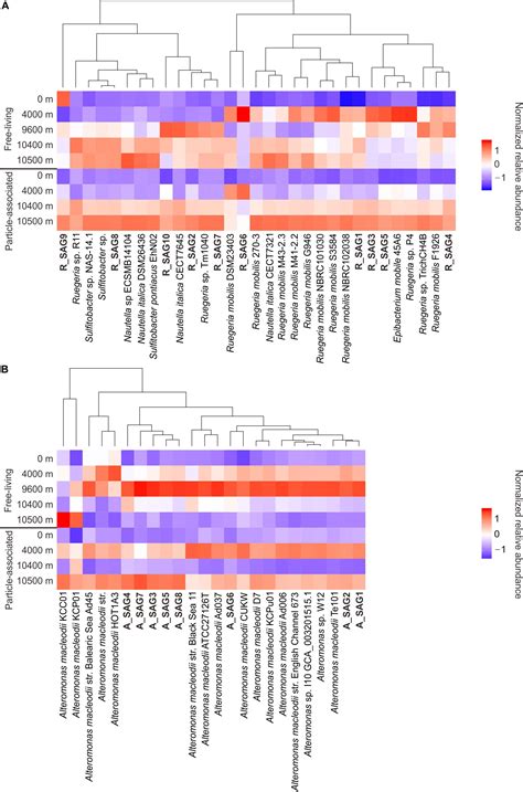 Frontiers Genomic Characteristics And Potential Metabolic Adaptations