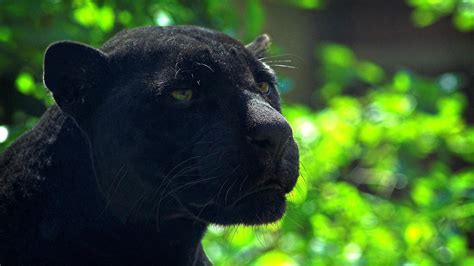 Panther Jaguar Wide Resolution HD desktop wallpaper : Widescreen : High ...