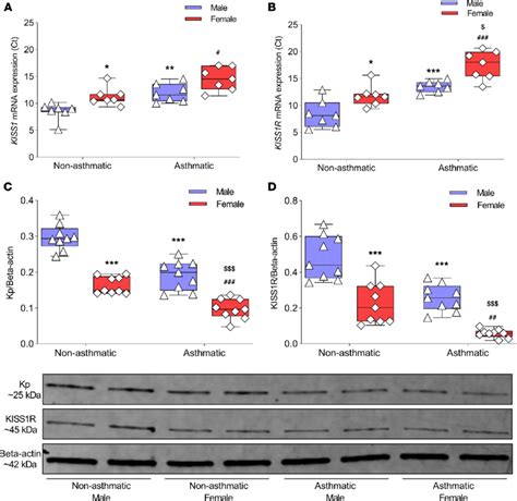 Kp And Kiss1r Expression In Human Asm Cells From Individuals With And