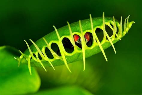 35 Cool Venus Flytrap Facts