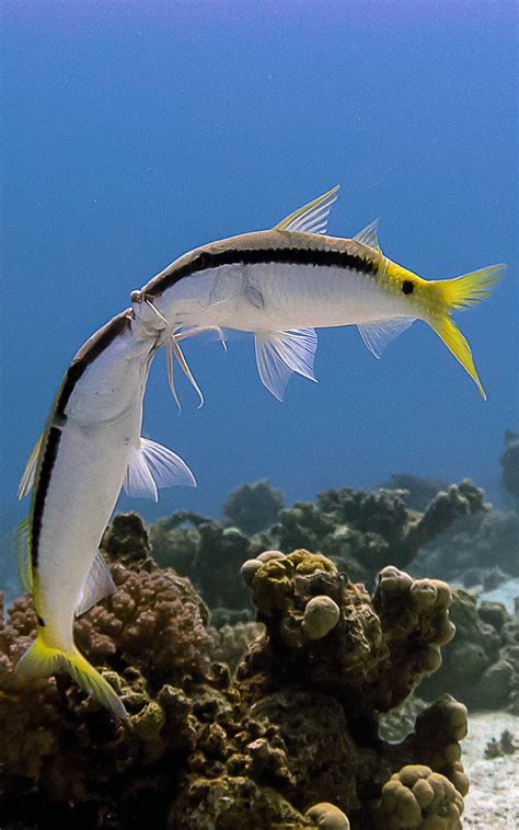 Барабулевые - Рыбы Красного моря